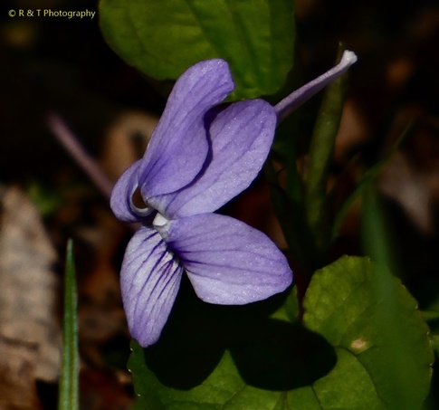 {Viola rostrata}